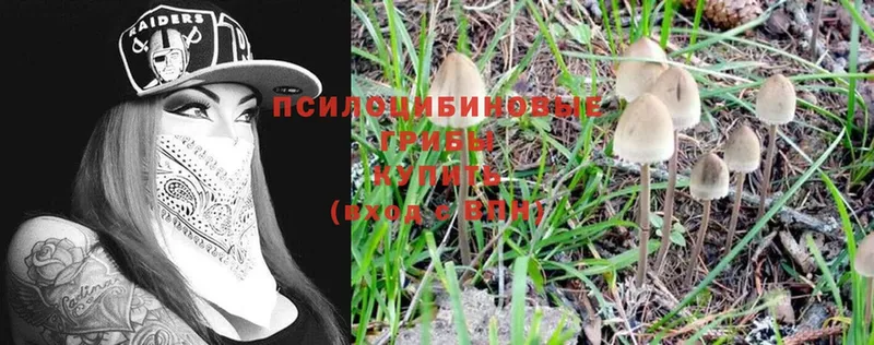 Галлюциногенные грибы Cubensis  купить   Ессентуки 